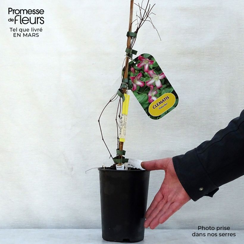 Amostra de Clematis texensis Odoriba Vaso de 2 L/3 L tal como entregue na primavera
