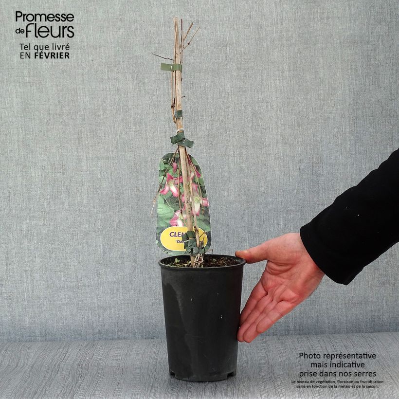 Amostra de Clématite - Clematis texensis Odoriba Vaso de 2 L/3 L tal como entregue no inverno