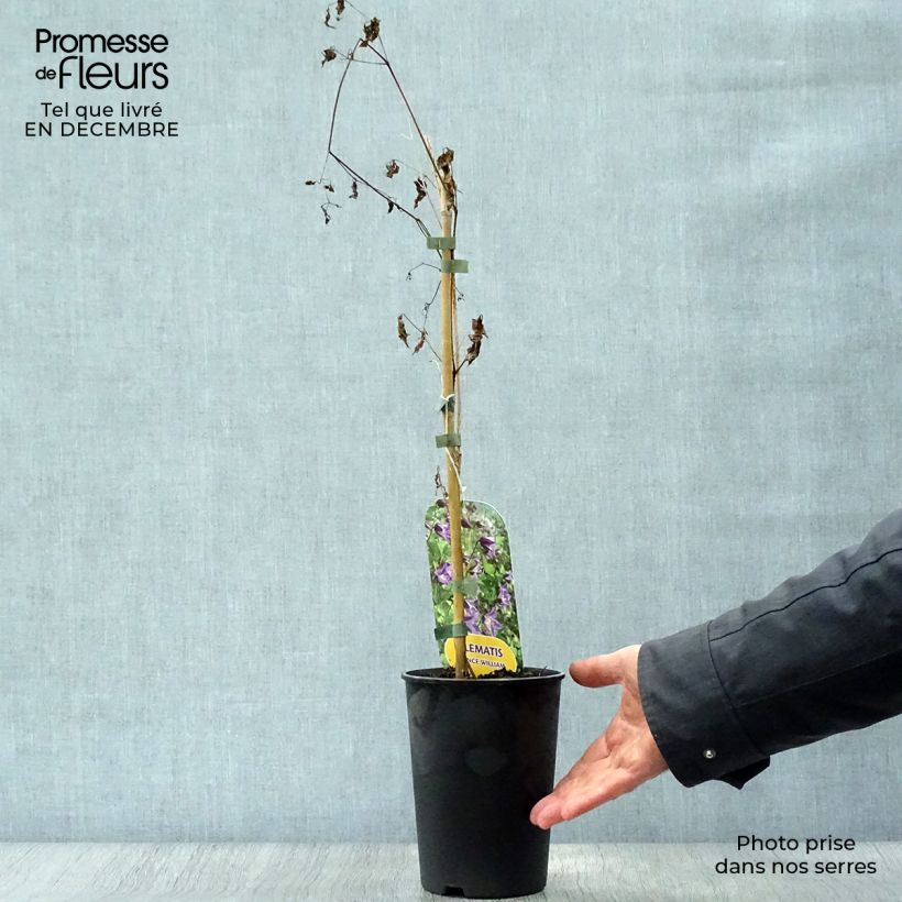 Amostra de Clématite - Clematis texensis Prince William Vaso de 2 L/3 L tal como entregue no inverno
