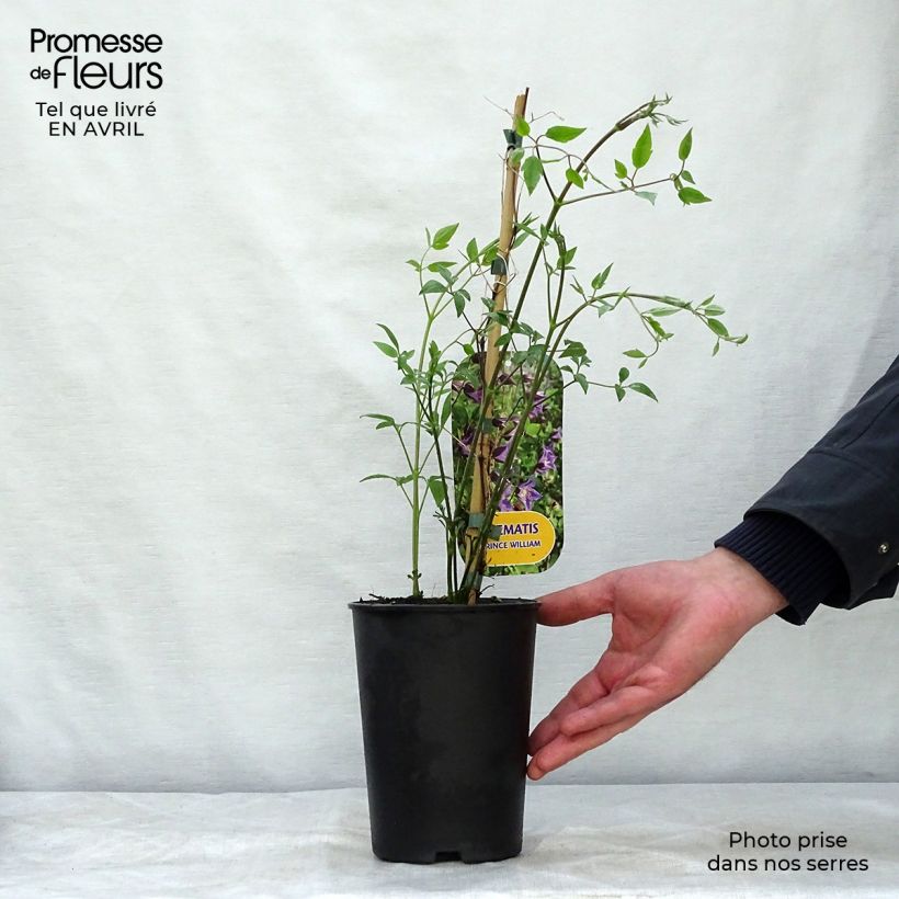 Amostra de Clematis texensis Prince William Vaso de 2 L/3 L tal como entregue na primavera
