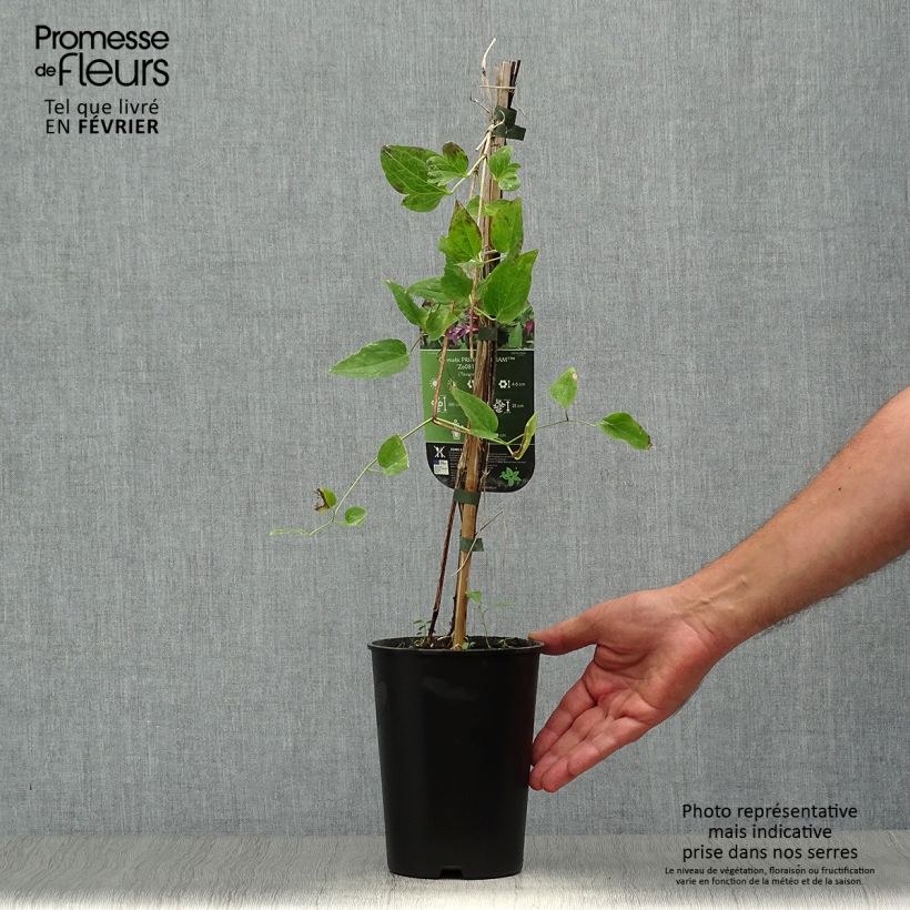Amostra de Clematis texensis Prince William Vaso de 2 L/3 L tal como entregue no outono