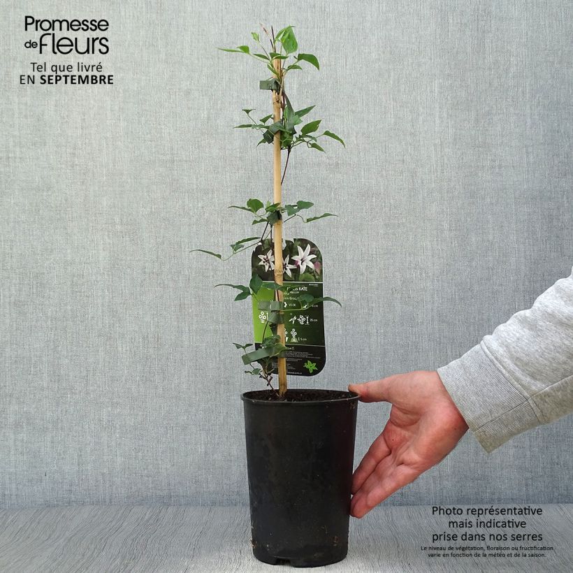 Amostra de Clematis texensis Princess Kate Vaso de 2 L/3 L tal como entregue no outono