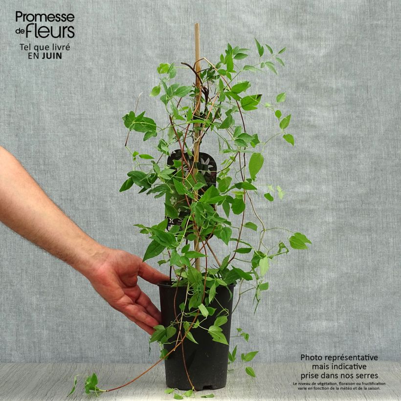 Amostra de Clematis texensis Princess Kate Vaso de 2 L/3 L tal como entregue no verão