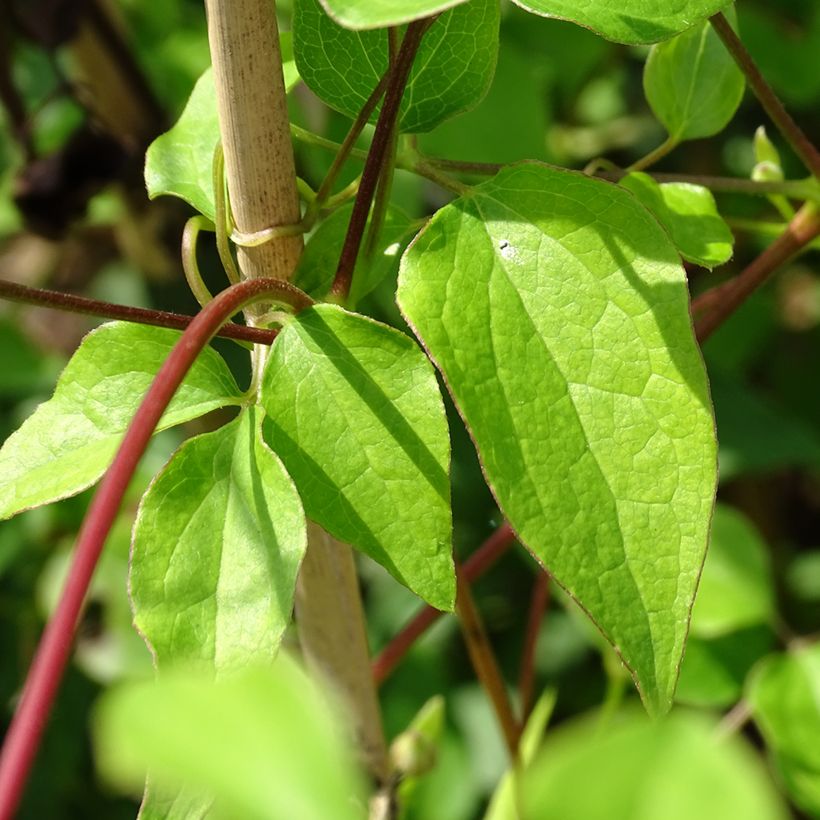 Clematis texensis Princess Kate (Folhagem)