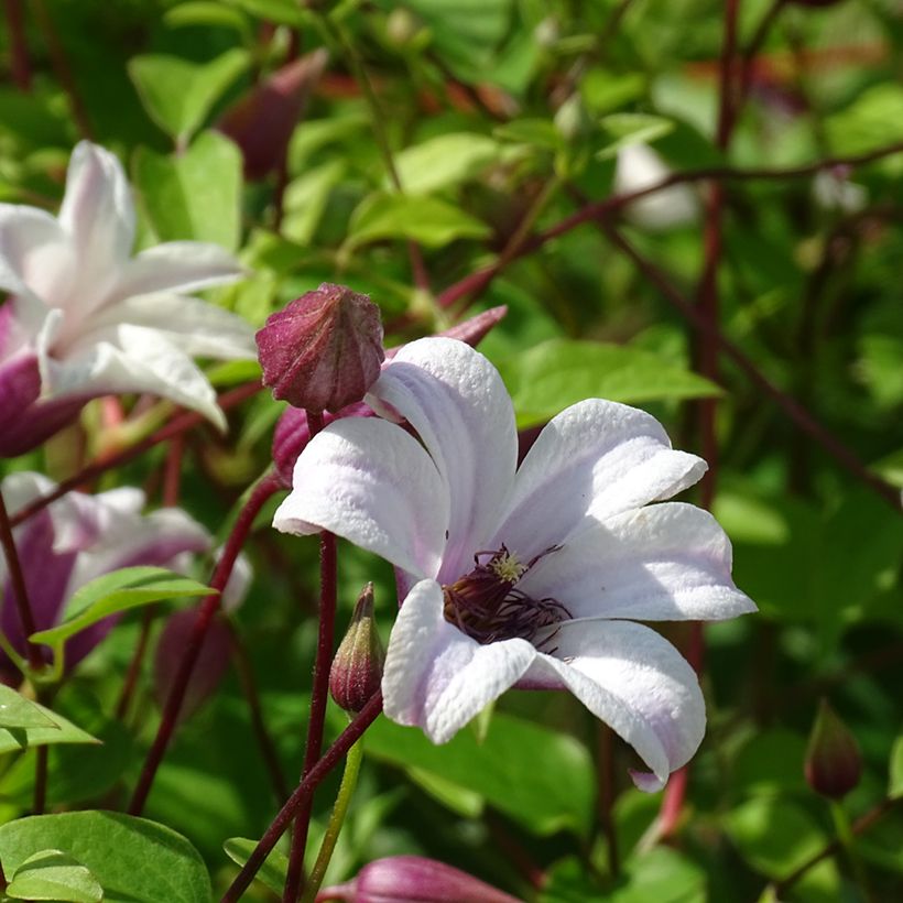 Clematis texensis Princess Kate (Floração)