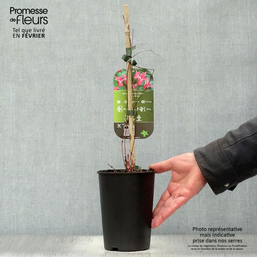 Amostra de Clématite - Clematis texensis Princesse Diana Vaso de 1,5 L/2 L tal como entregue no inverno