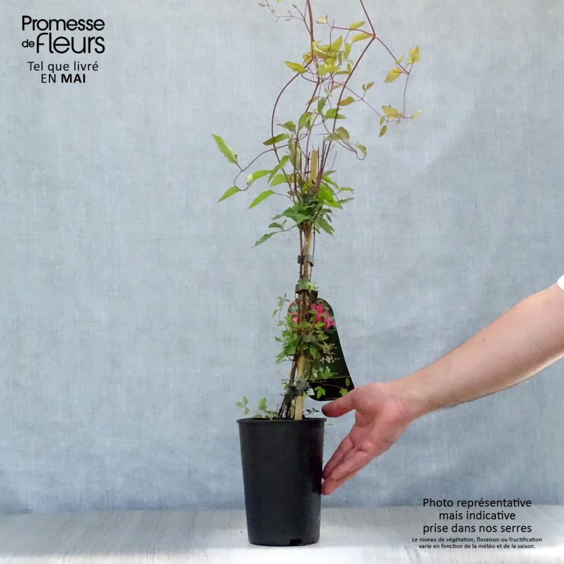 Amostra de Clematis texensis Princesse Diana Vaso de 1,5 L/2 L tal como entregue na primavera