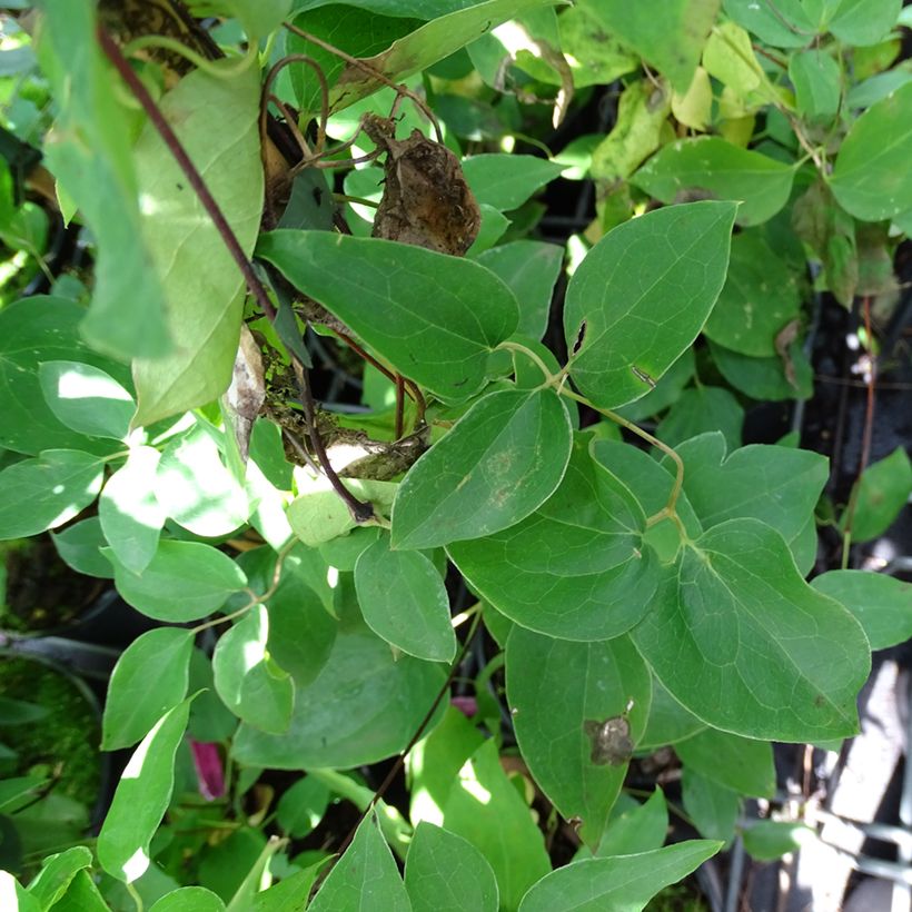 Clematis texensis Princesse Diana (Folhagem)