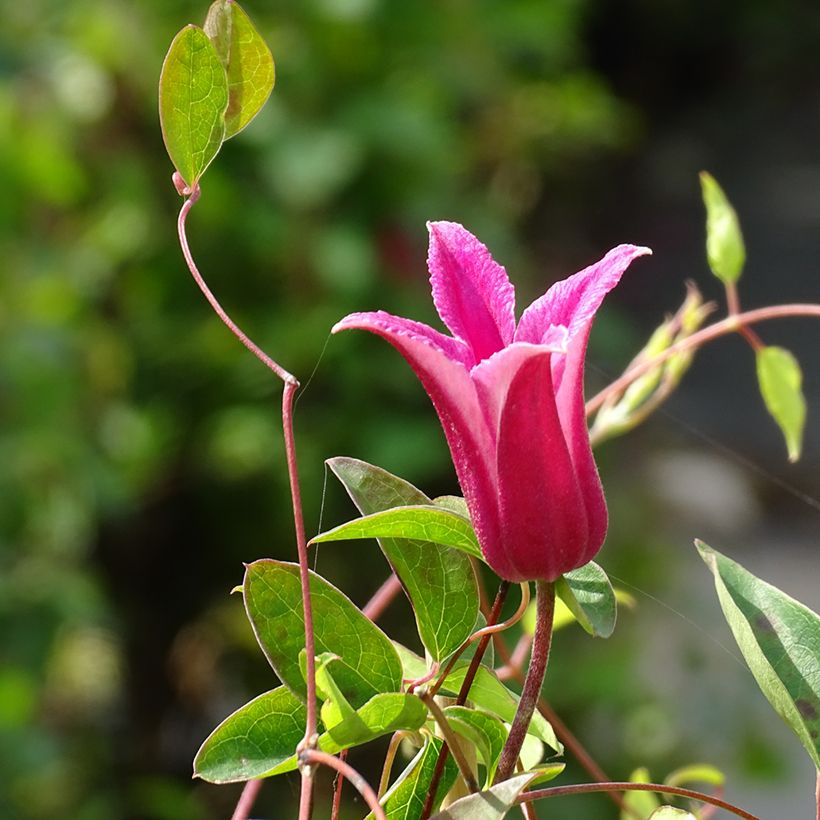 Clematis texensis Princesse Diana (Floração)
