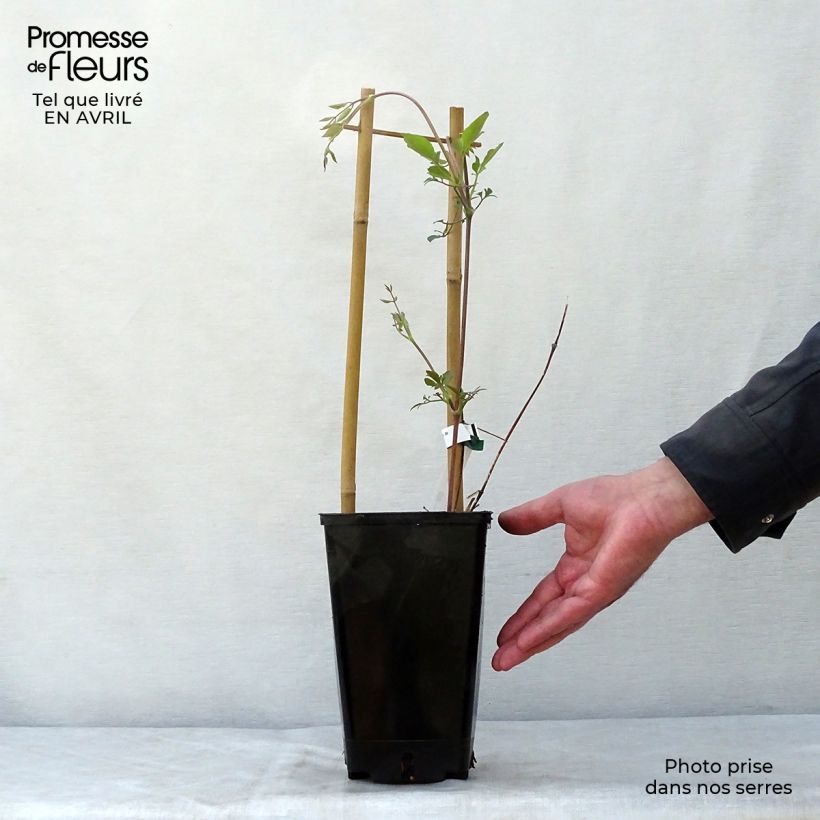 Amostra de Clematis texensis Queen Maxima Vaso de 1,5 L/2 L tal como entregue na primavera