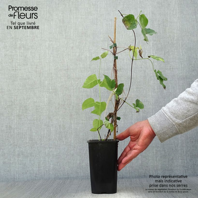 Amostra de Clematis texensis Queen Maxima Vaso de 1,5 L/2 L tal como entregue no outono