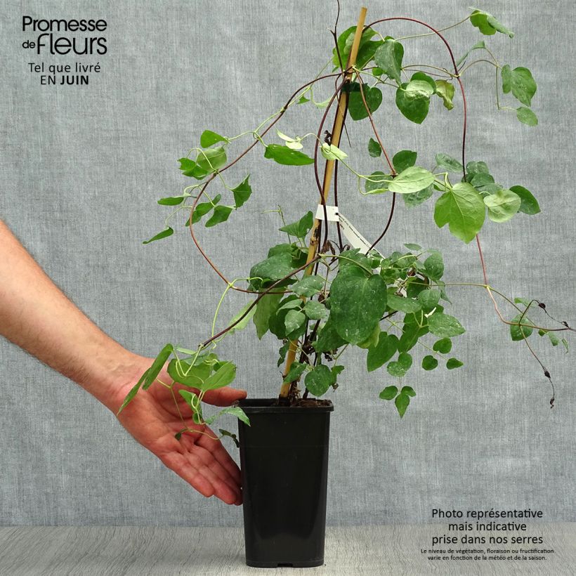 Amostra de Clematis texensis Queen Maxima Vaso de 1,5 L/2 L tal como entregue no verão