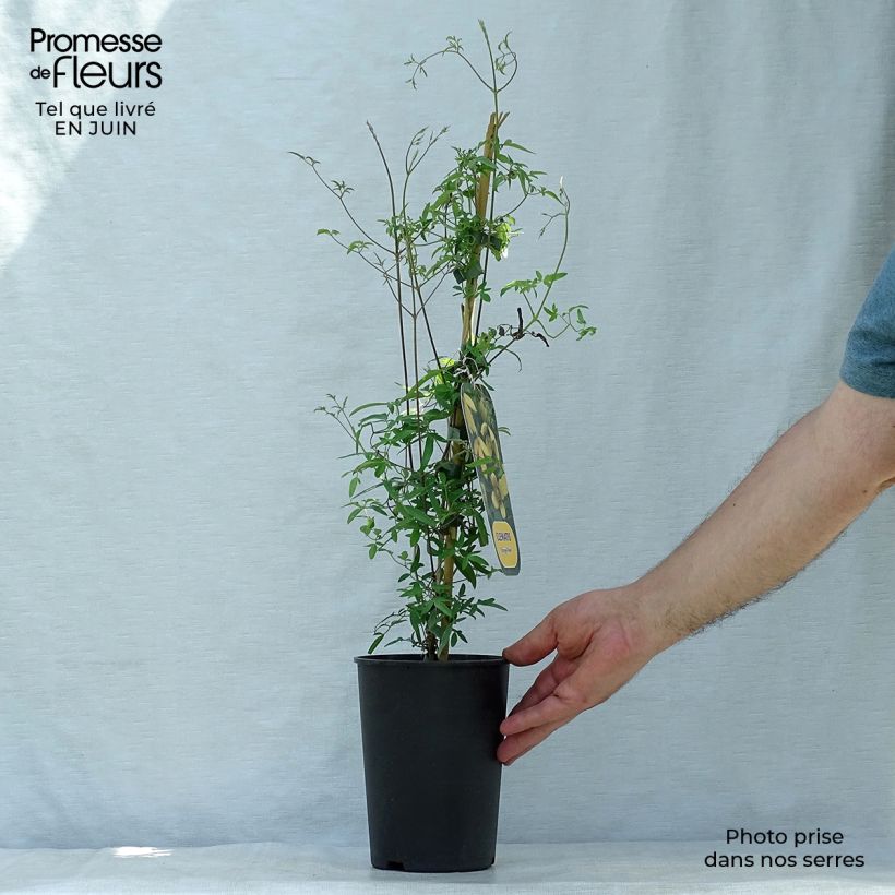 Amostra de Clematis tibetana var. vernayi Orange Peel Vaso de 2 L/3 L tal como entregue no verão