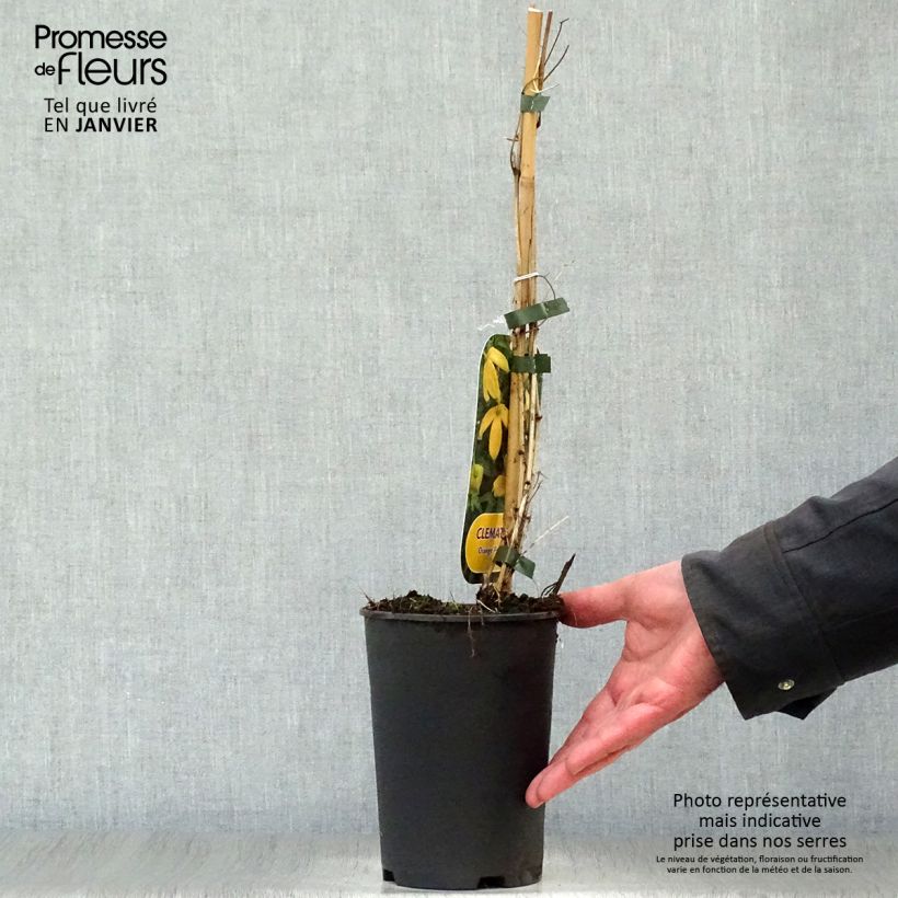 Amostra de Clématite - Clematis tibetana Orange Peel Vaso de 2 L/3 L tal como entregue no inverno