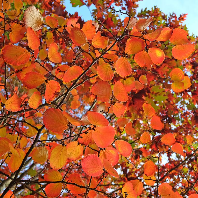Clematis tibetana var. vernayi Orange Peel (Folhagem)