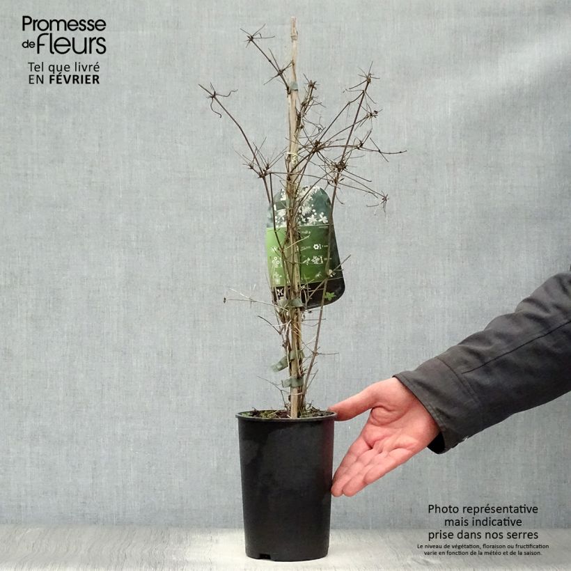 Amostra de Clematis vitalba Vaso de 2 L/3 L tal como entregue no inverno