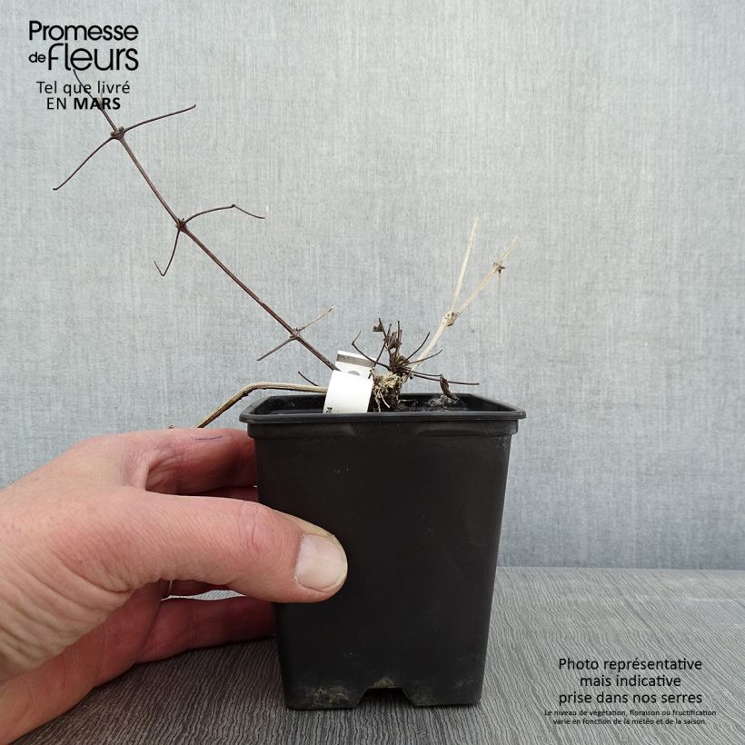 Amostra de Clematis vitalba Vaso de 8/9 cm tal como entregue no inverno