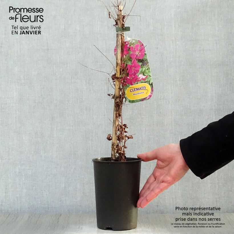 Amostra de Clématite - Clematis viticella Abundance Vaso de 2 L/3 L tal como entregue no inverno