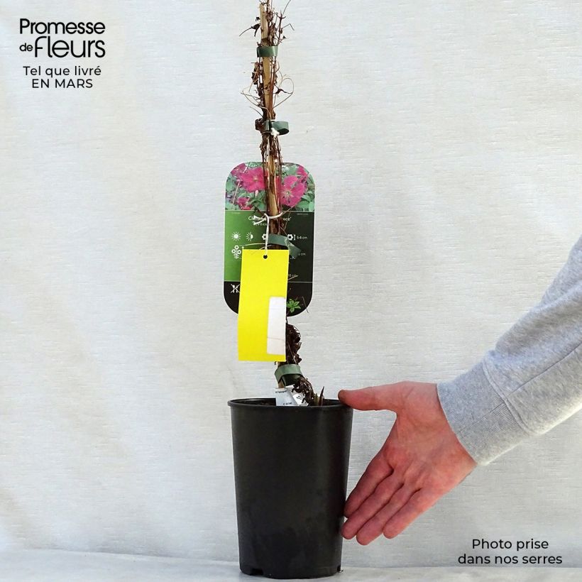 Amostra de Clematis viticella Abundance Vaso de 2 L/3 L tal como entregue na primavera