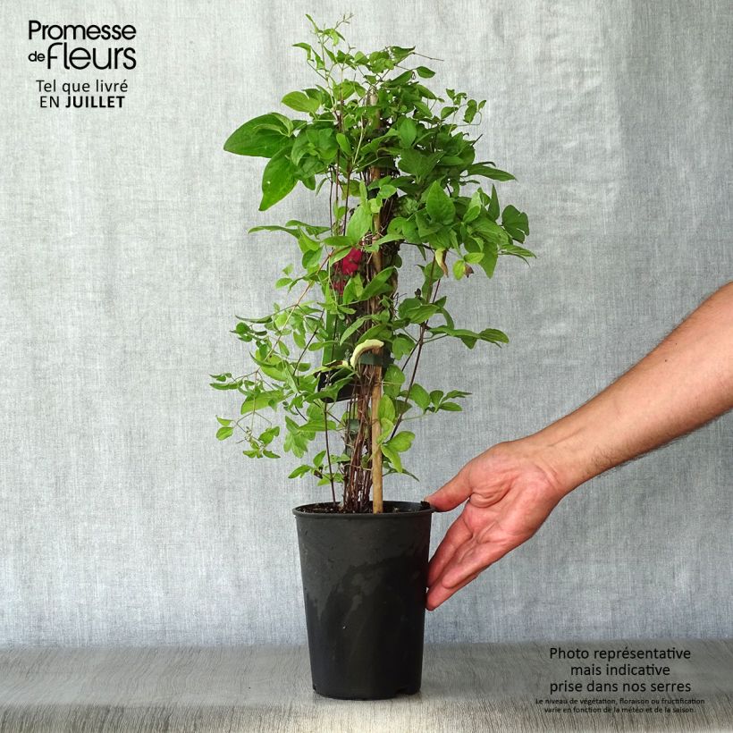 Amostra de Clematis viticella Abundance Vaso de 2 L/3 L tal como entregue no verão