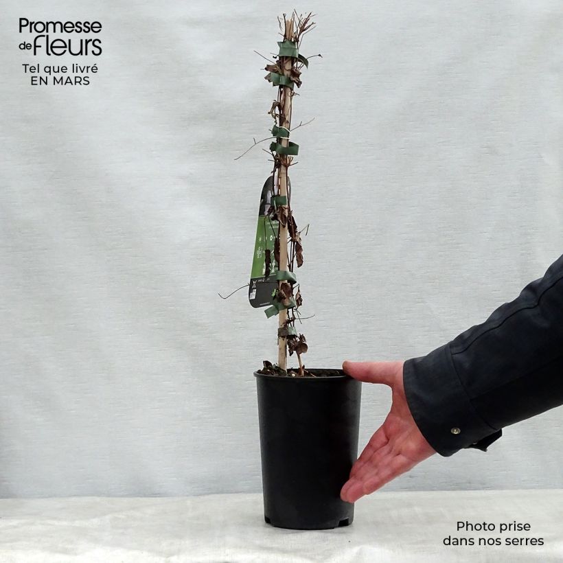 Amostra de Clematis viticella Alba Luxurians Vaso de 2 L/3 L tal como entregue na primavera