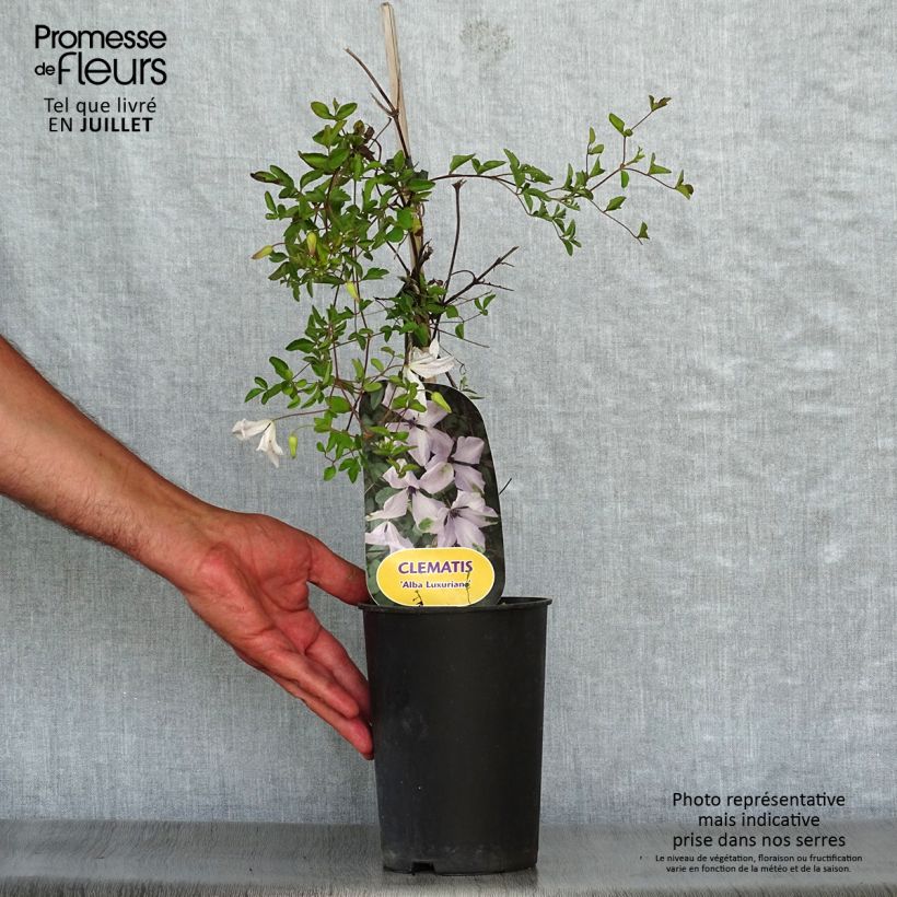 Amostra de Clematis viticella Alba Luxurians Vaso de 2 L/3 L tal como entregue no verão