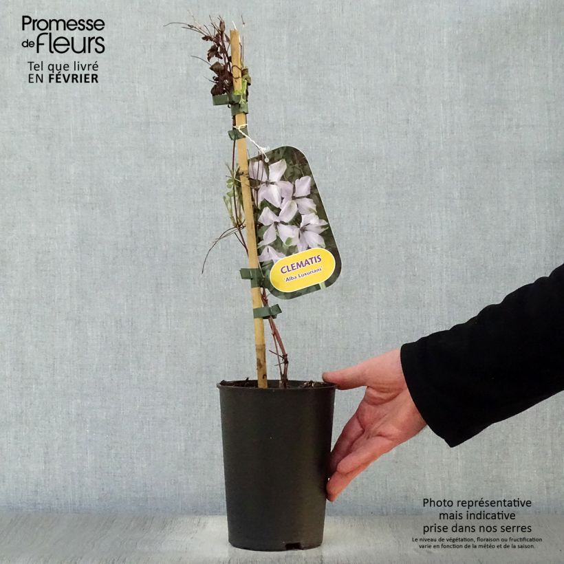 Amostra de Clématite - Clematis viticella Alba Luxurians Vaso de 2 L/3 L tal como entregue no inverno