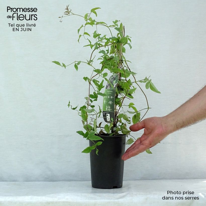 Amostra de Clematis viticella Black Prince Vaso de 2 L/3 L tal como entregue no verão