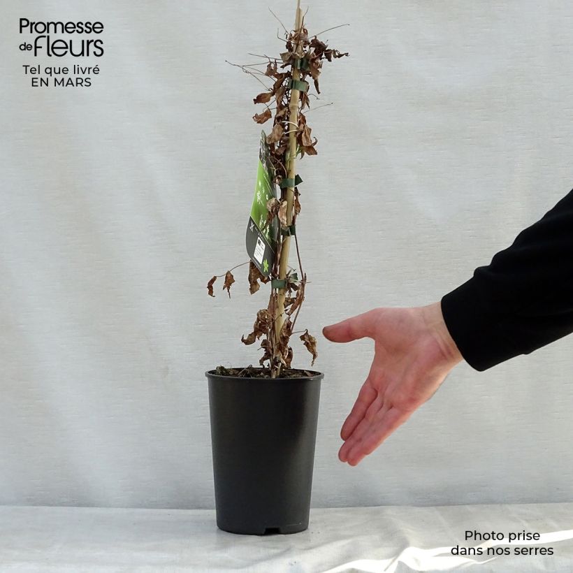Amostra de Clematis viticella Black Prince Vaso de 2 L/3 L tal como entregue na primavera
