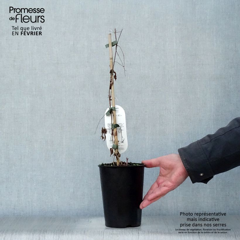 Amostra de Clématite - Clematis viticella Black Prince Vaso de 2 L/3 L tal como entregue no inverno