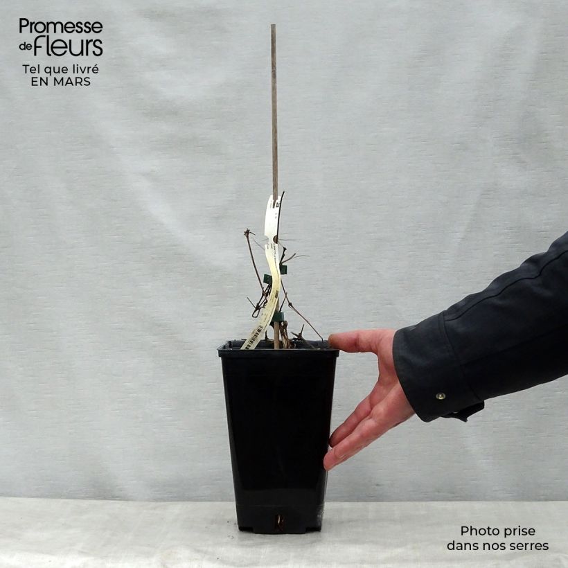 Amostra de Clematis viticella Bonanza Vaso de 2 L/3 L tal como entregue na primavera