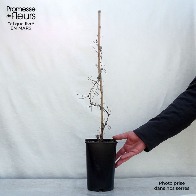 Amostra de Clematis viticella Burning Love Vaso de 2 L/3 L tal como entregue na primavera