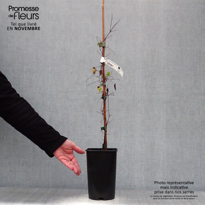 Amostra de Clematis viticella Burning Love Vaso de 2 L/3 L tal como entregue no outono