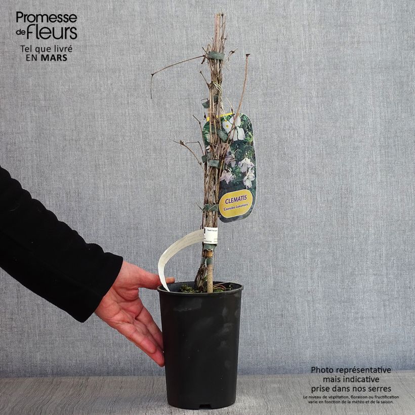 Amostra de Clématite - Clematis viticella Caerulea Luxurians Vaso de 2 L/3 L tal como entregue no inverno