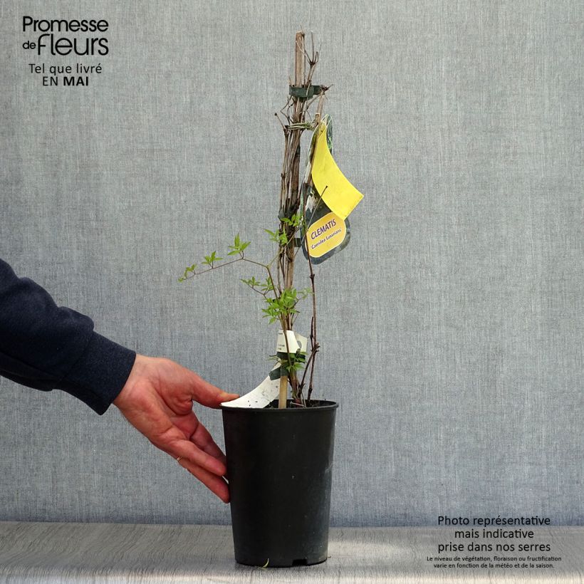 Amostra de Clematis Caerulea Luxurians Vaso de 2 L/3 L tal como entregue na primavera