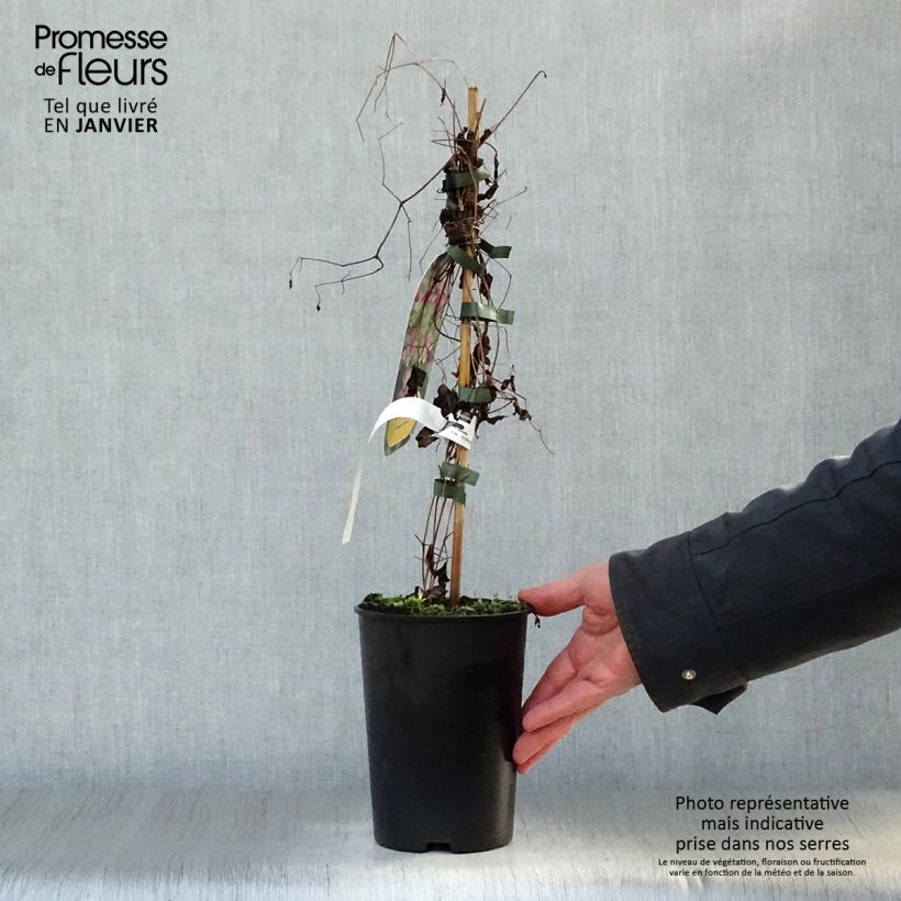 Amostra de Clématite - Clematis viticella Etoile Rose Vaso de 2 L/3 L tal como entregue no inverno