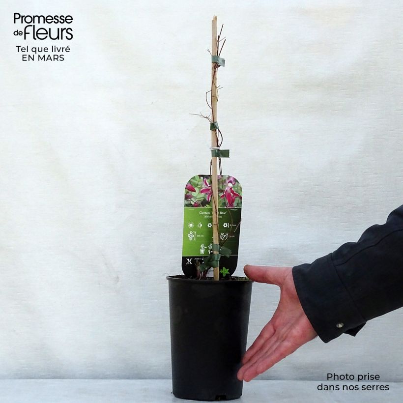 Amostra de Clematis viticella Etoile Rose Vaso de 2 L/3 L tal como entregue na primavera