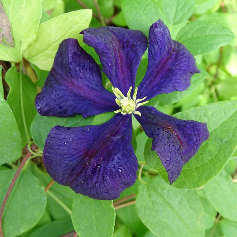 Clematis viticella Etoile Violette (Floração)