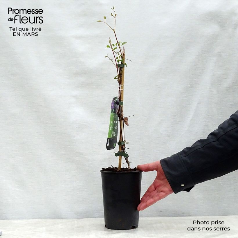 Amostra de Clematis viticella Etoile Violette Vaso de 2 L/3 L tal como entregue na primavera