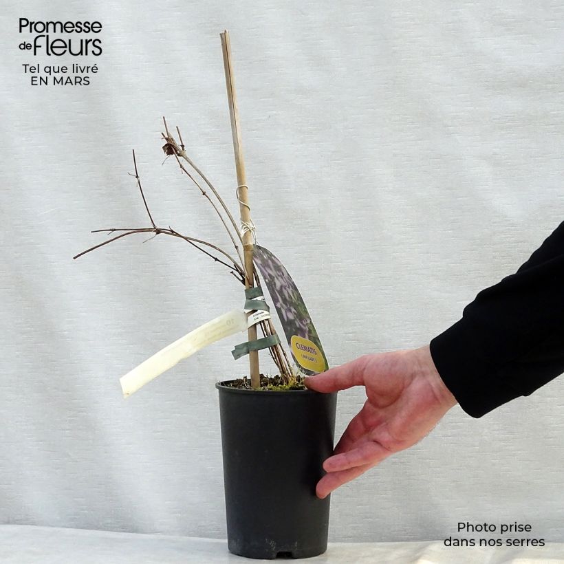 Amostra de Clematis viticella I am Lady J Vaso de 2 L/3 L tal como entregue na primavera