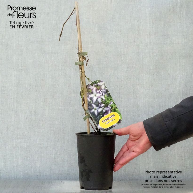 Amostra de Clématite - Clematis viticella I am Lady J Vaso de 2 L/3 L tal como entregue no inverno
