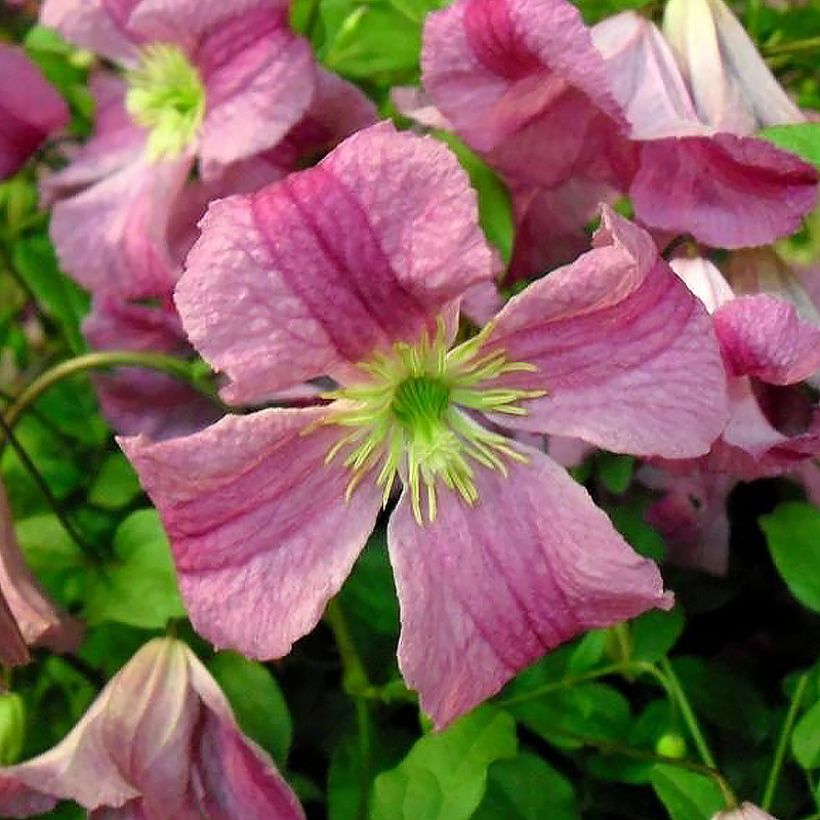 Clematis viticella Krakowiak (Floração)