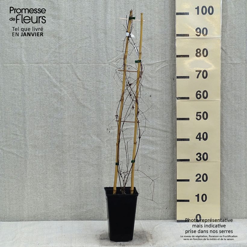 Amostra de Clématite - Clematis viticella Krakowiak Vaso de 3 L/4 L tal como entregue no inverno