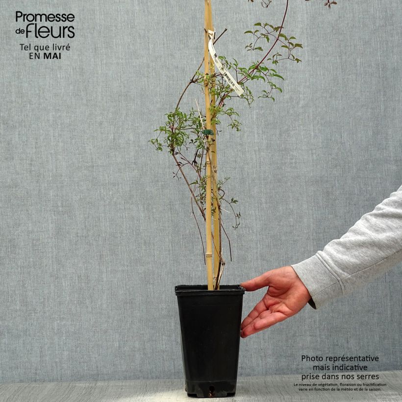 Amostra de Clematis viticella Krakowiak Vaso de 3 L/4 L tal como entregue na primavera