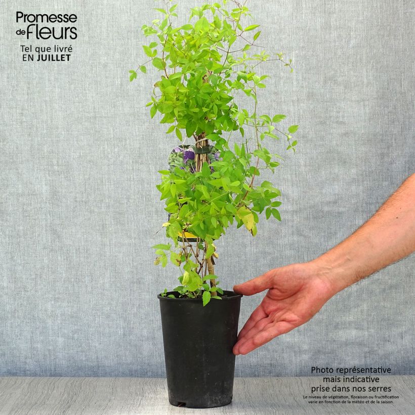 Amostra de Clematis viticella Little Bas Vaso de 2 L/3 L tal como entregue no verão