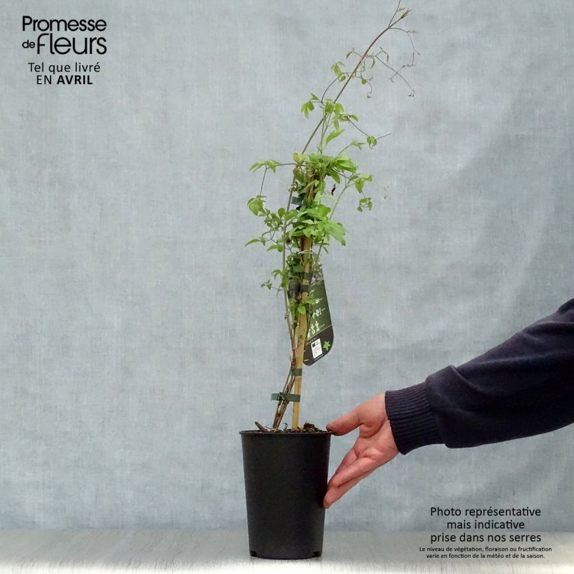 Amostra de Clematis viticella Little Bas Vaso de 2 L/3 L tal como entregue na primavera