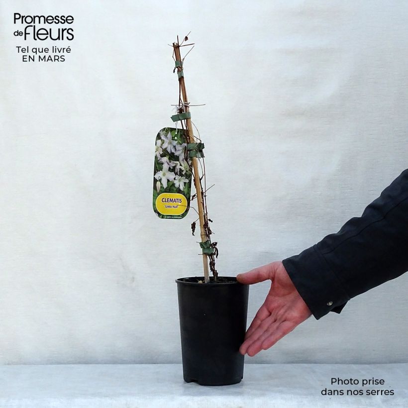 Amostra de Clematis viticella Little Nell Vaso de 2 L/3 L tal como entregue na primavera