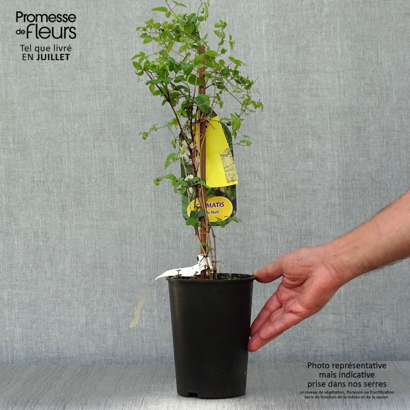 Amostra de Clematis viticella Little Nell Vaso de 2 L/3 L tal como entregue no verão