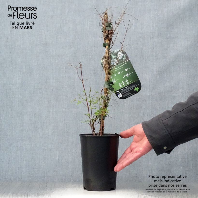 Amostra de Clematis viticella Maria Cornelia Vaso de 2 L/3 L tal como entregue na primavera