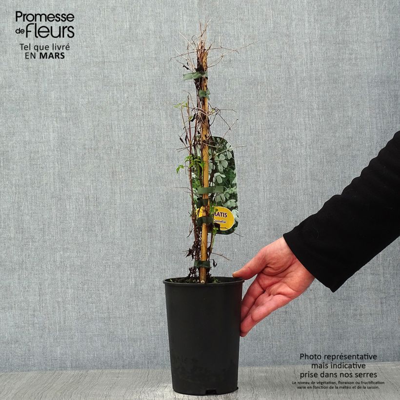 Amostra de Clematis viticella Maria Cornelia Vaso de 2 L/3 L tal como entregue no inverno